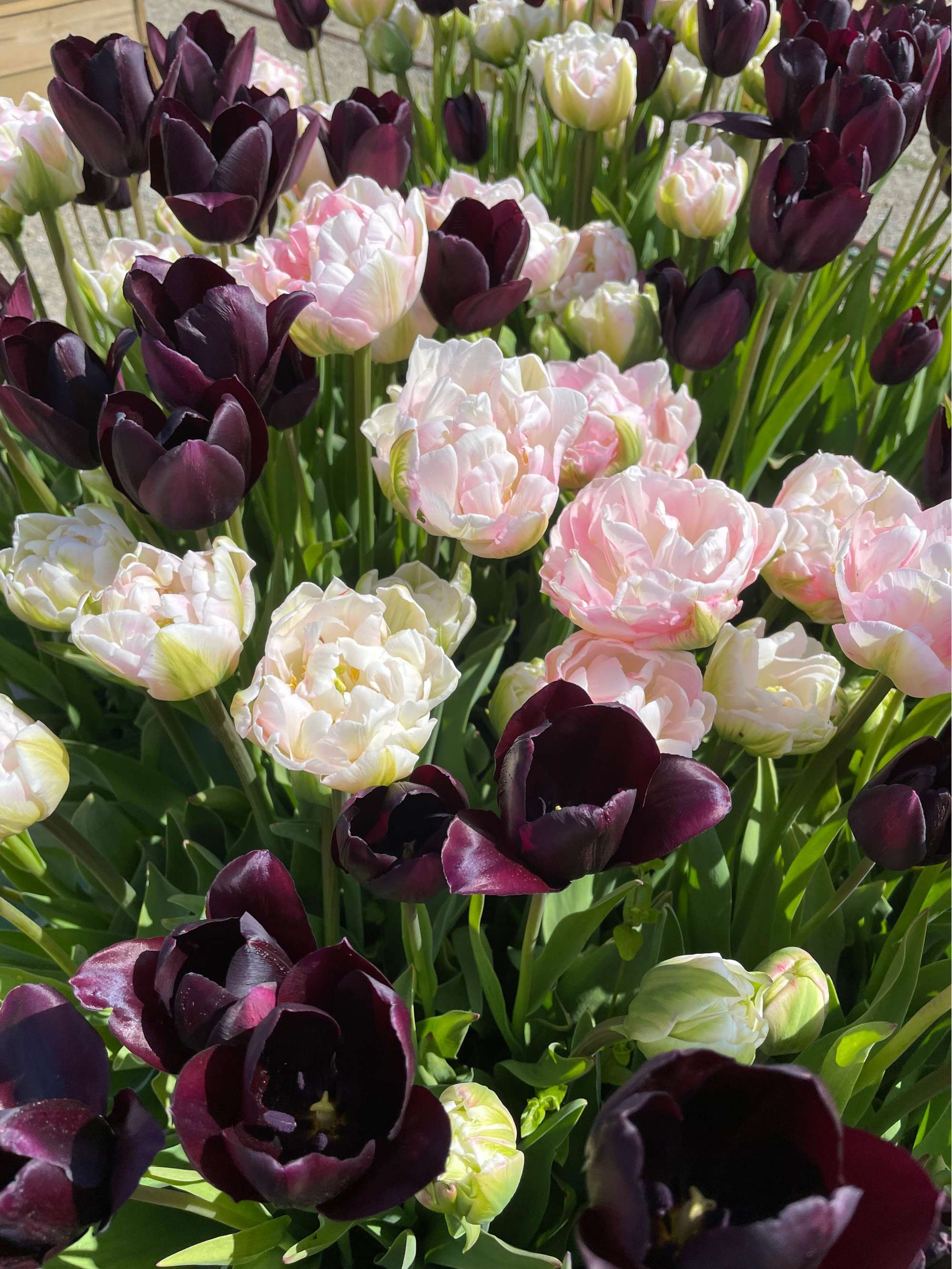 Tulpenmischung 'Isabella'